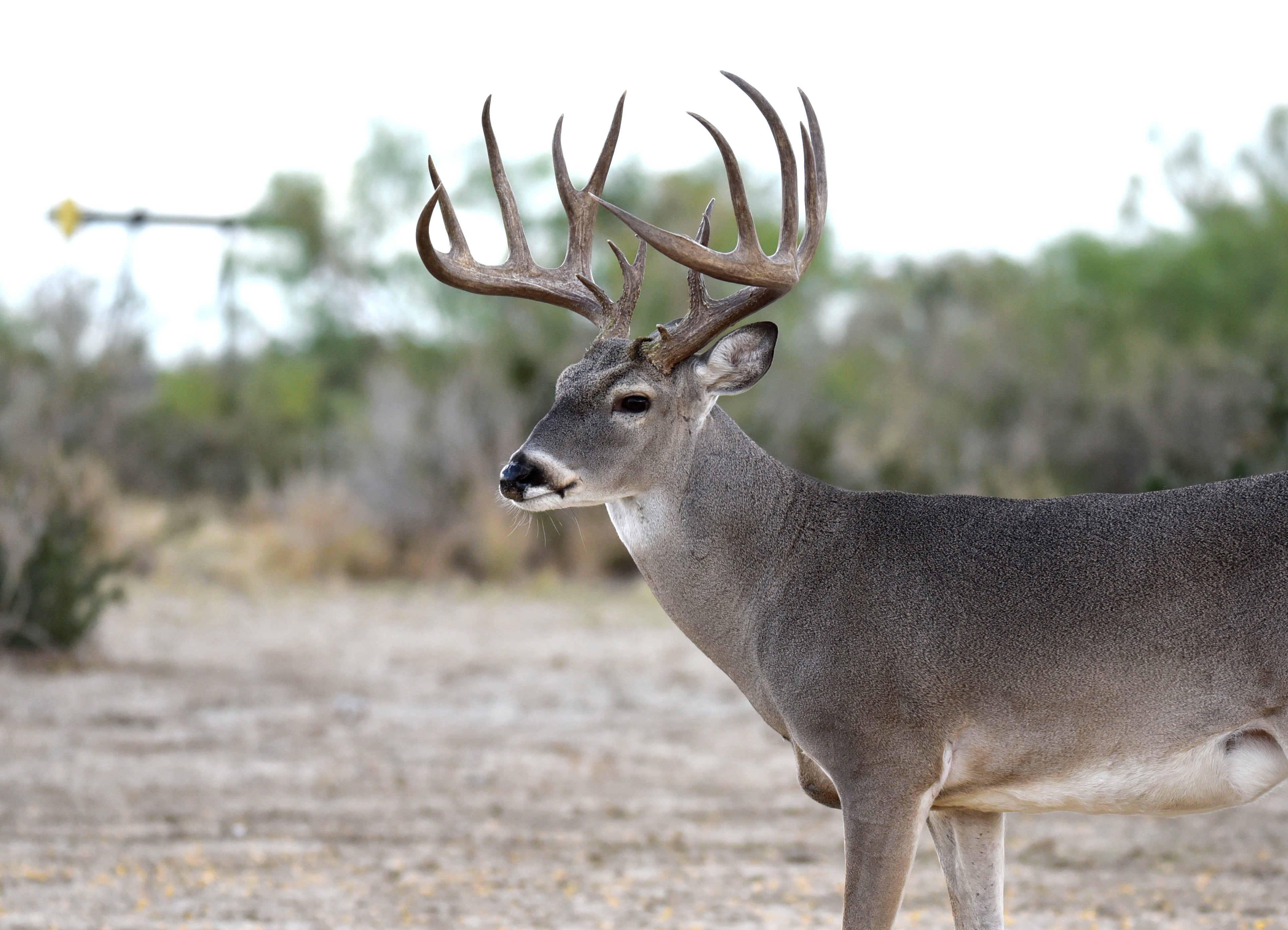 Gallery Double Down Deer Feed