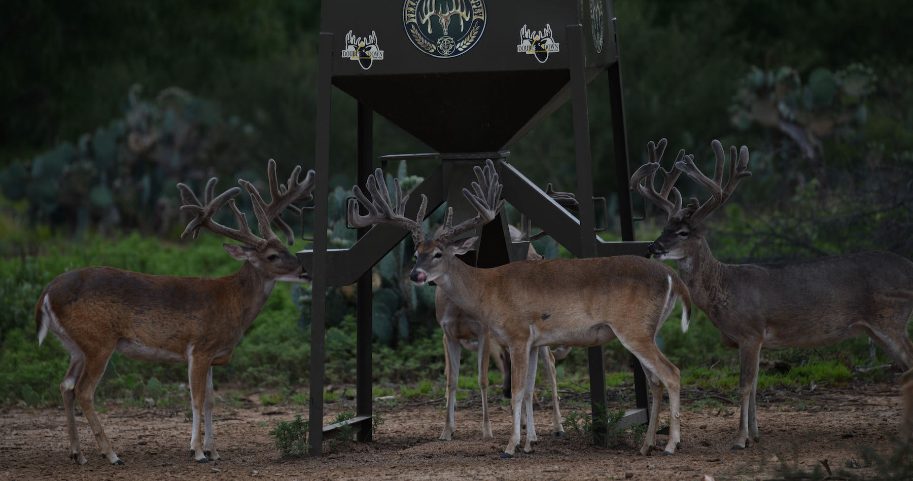 Deer Ration DOUBLE DOWN® Pen & Pasture – Double Down Deer Feed
